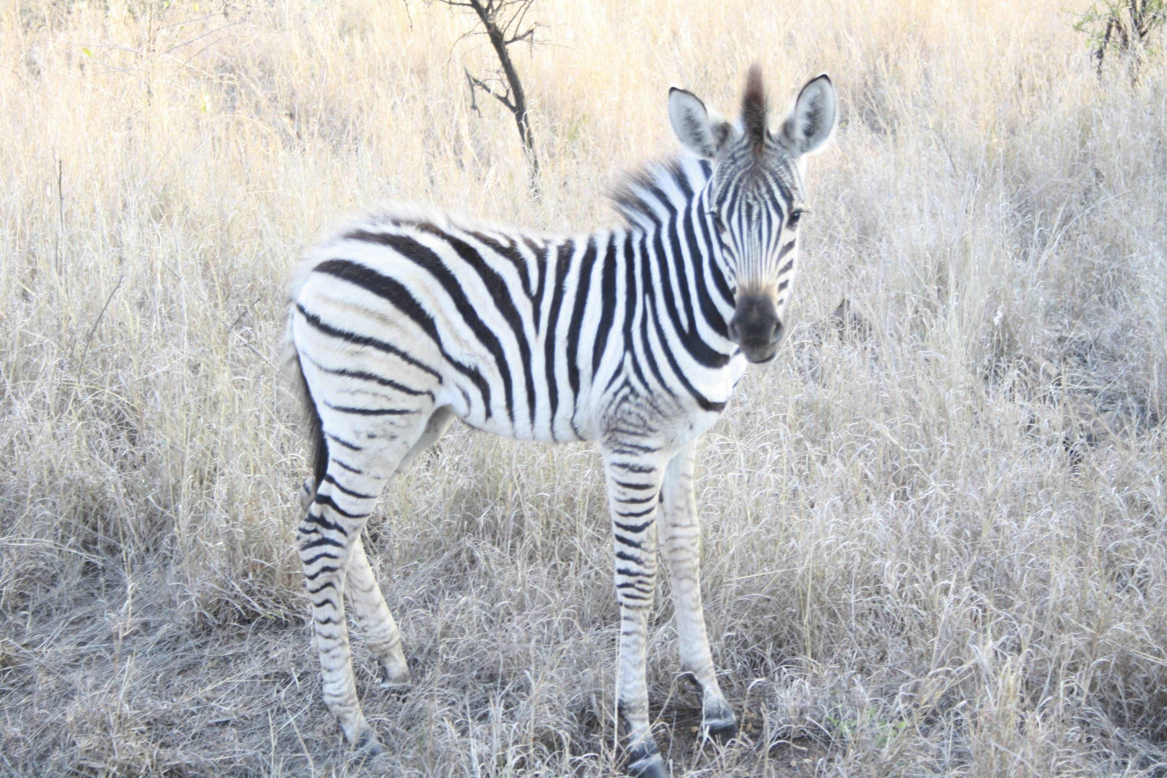 Phinda Mountain Lodge andBeyond