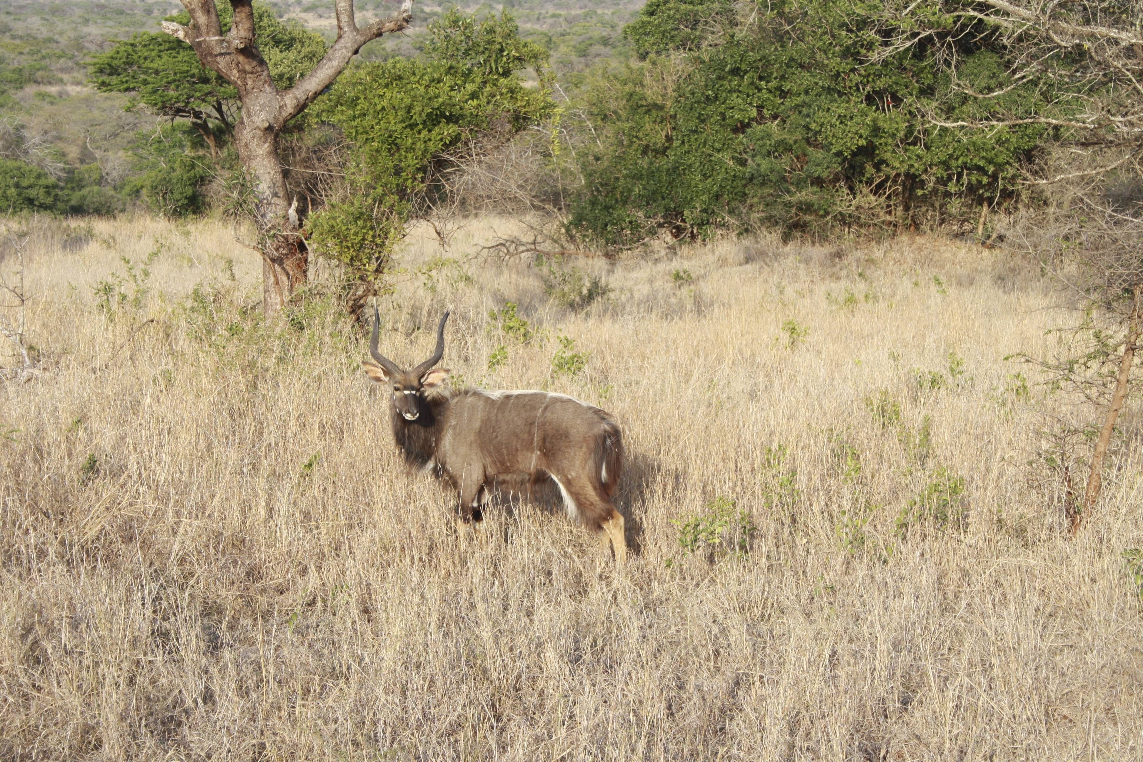 Phinda Mountain Lodge andBeyond