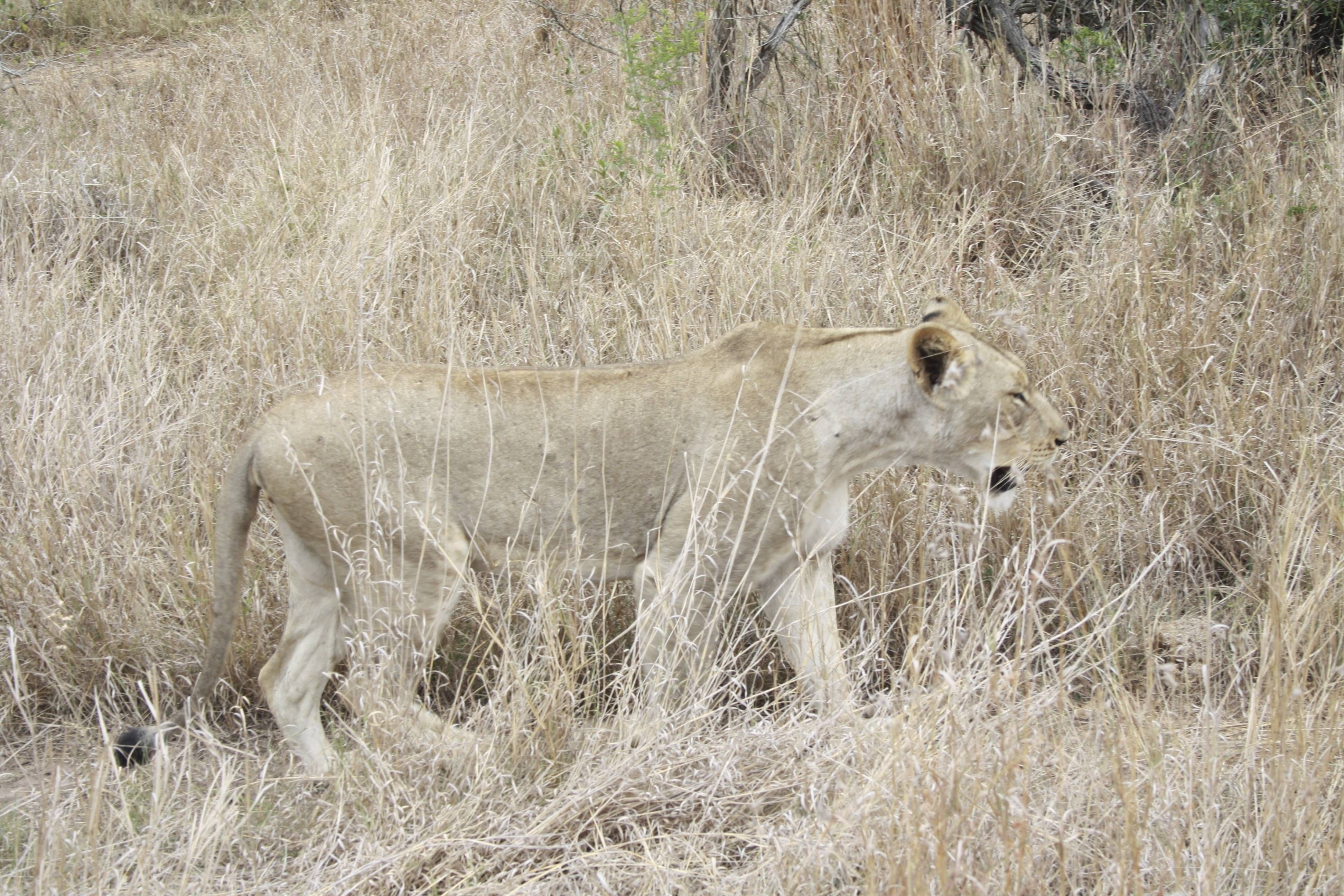 Phinda Mountain Lodge andBeyond