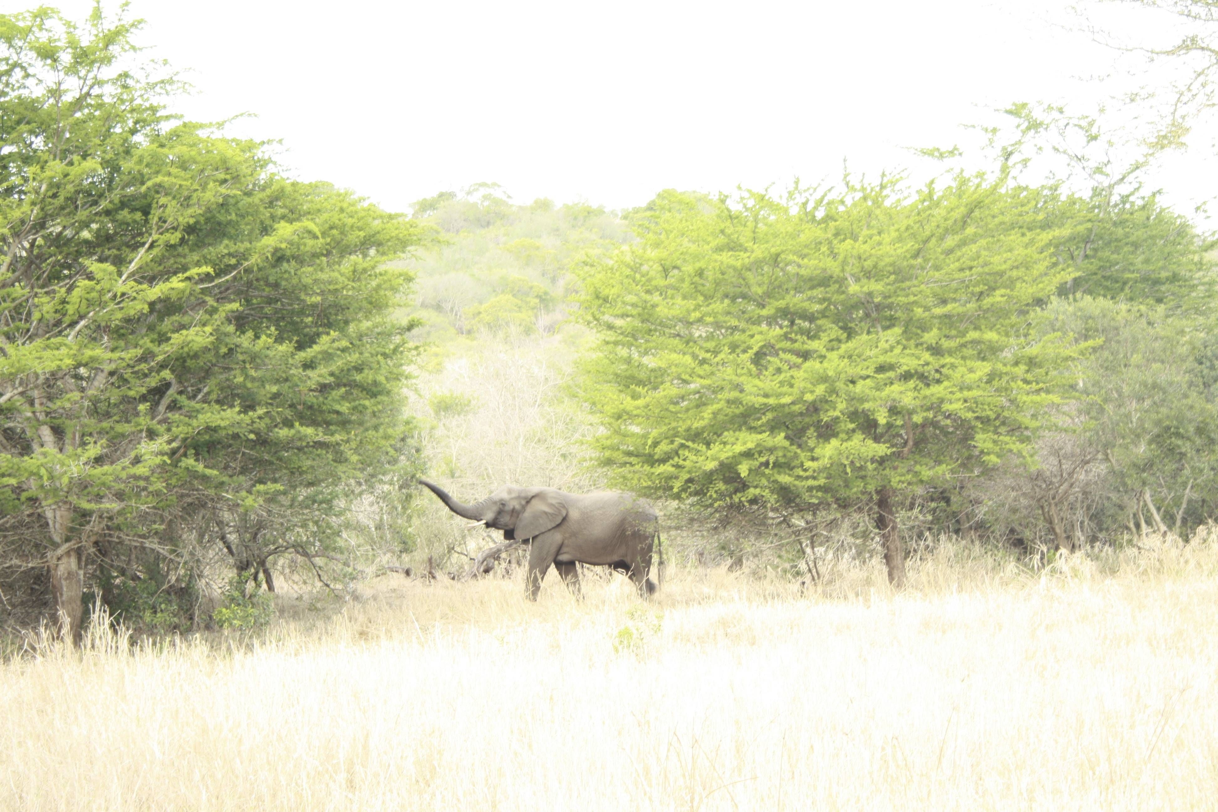 Phinda Mountain Lodge andBeyond
