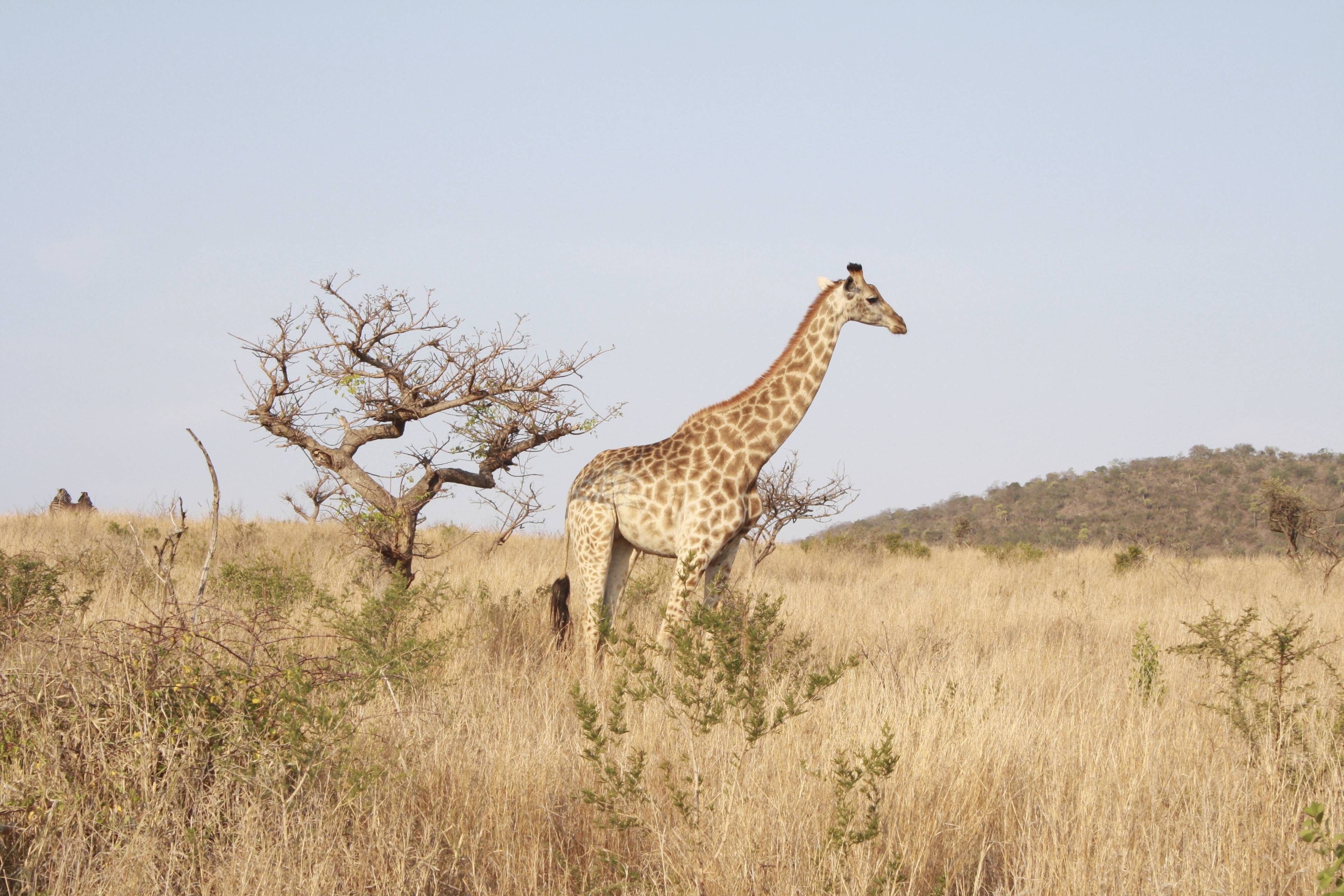 Phinda Mountain Lodge andBeyond