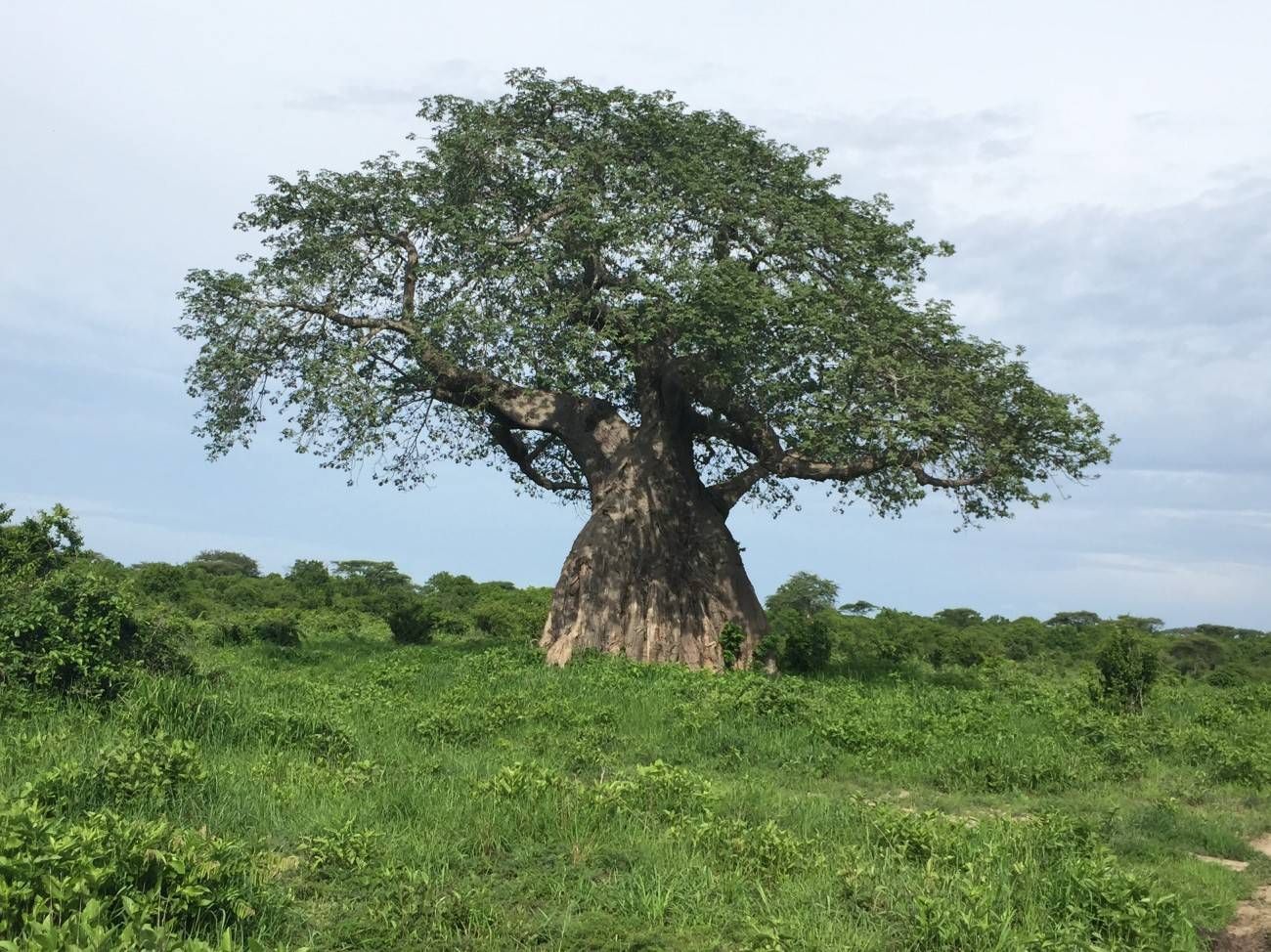 Jongomero Selous -032