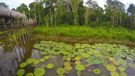 O que fiz em Manaus durante 2 dias