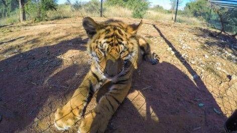 Ukutula Lodge & Lion Park