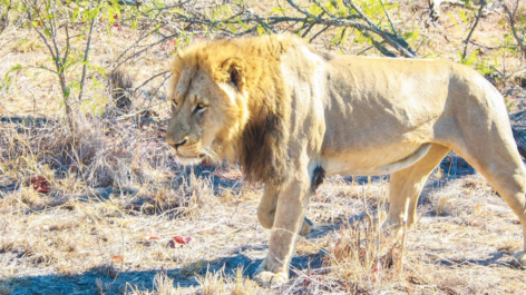 Introdução - Um giro pela África