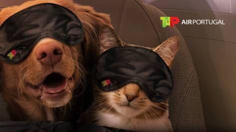 TAP oferece milhas adicionais para quem viajar com seu animal de estimação