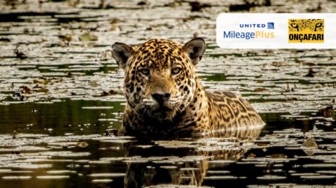 United reforça parceria com o Onçafari e promove doação de milhas para a ONG brasileira
