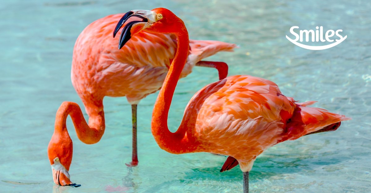 aruba smiles