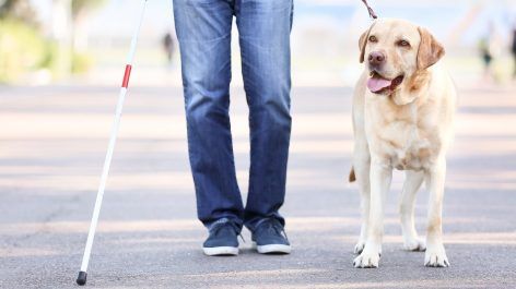 Como viajar de avião com cão-guia no Brasil