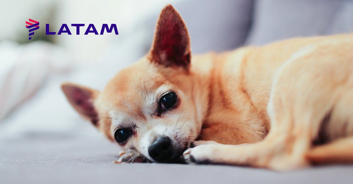 LATAM animais de estimação