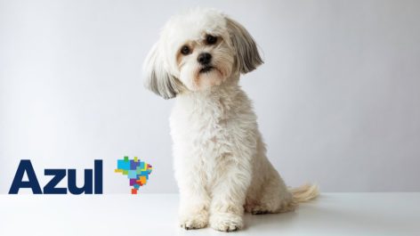 Só até hoje! Azul oferece tarifa especial para levar pets na cabine