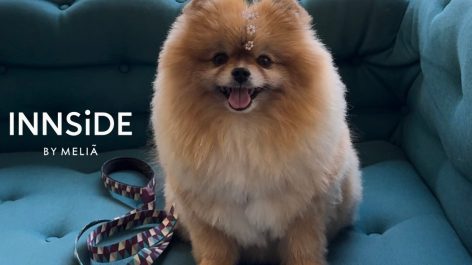 Experiência Pet Friendly no INNSiDE by Meliá São Paulo Itaim