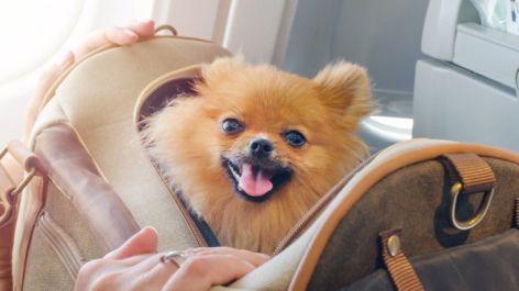 Aena amplia experiência pet-friendly nos aeroportos brasileiros