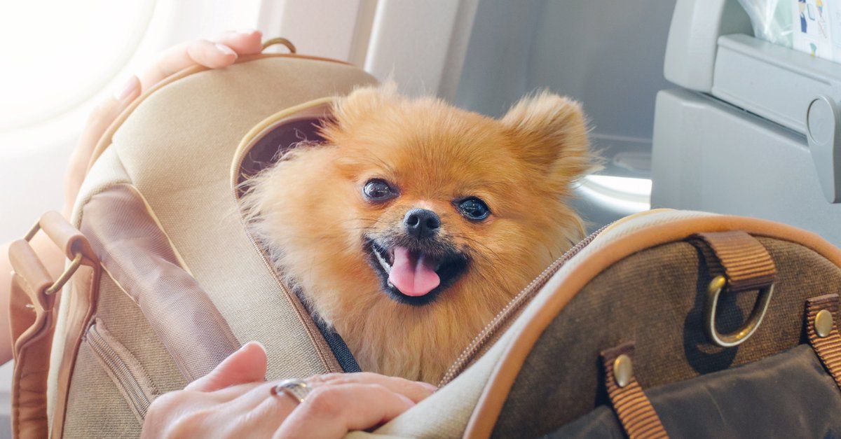 Aena Pet friendly
