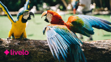Livelo oferece 20% de desconto no resgate de passagens para Bonito, Jalapão e Foz do Iguaçu