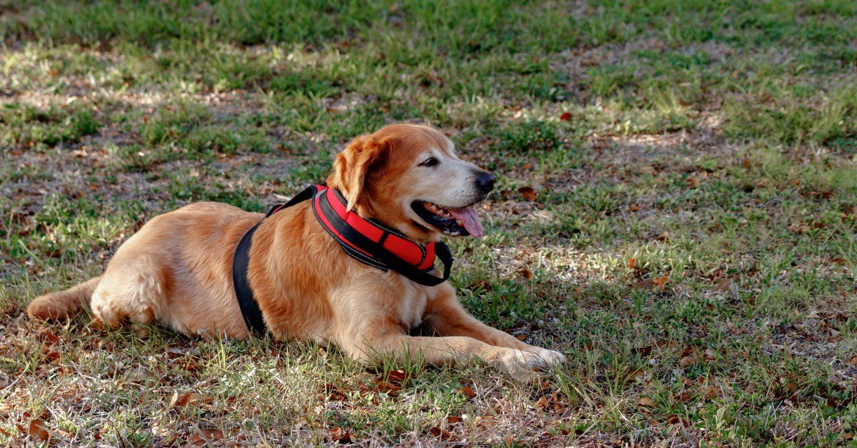 animais de apoio emocional