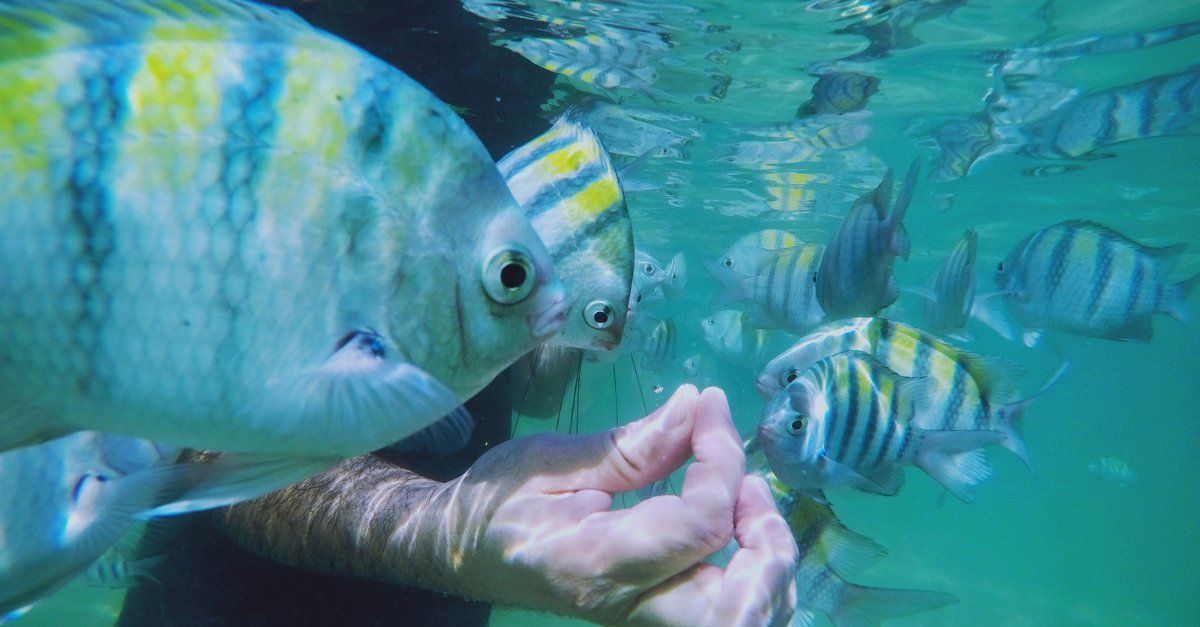mergulho em porto de galinhas